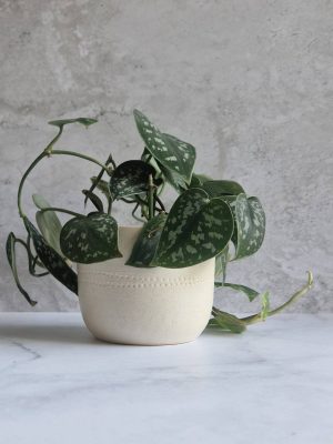 Cache-pot en grès blanc émaillé avec une plante verte