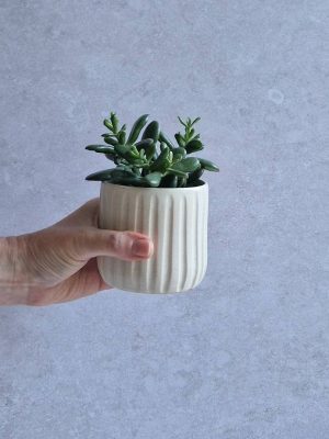 Main tenant un cache-pot cannelé avec une petite plante grasse