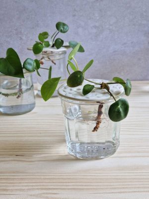 Boutures de plantes vertes dans des pique-fleurs en céramique